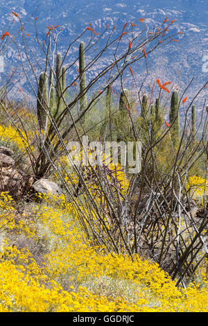 Brittlebrush Wildblumen und Ocotillo blühen in einem Wald von Saguaro Kaktus unter Rincon Spitze. Saguaro-Nationalpark, Arizona Stockfoto