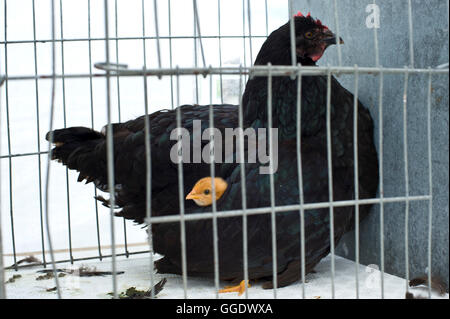 Huhn mit Küken unter die Flügel in Käfig am Gwenddwr Show, Gwenddwr, in der Nähe von Builth Wells, Powys, Wales, UK Stockfoto