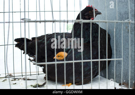 Huhn mit Küken unter die Flügel in Käfig am Gwenddwr Show, Gwenddwr, in der Nähe von Builth Wells, Powys, Wales, UK Stockfoto