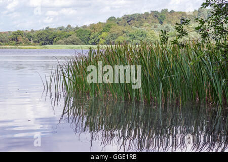 Die ruhigen Gewässer der Frensham großer Teich in Surrey Stockfoto