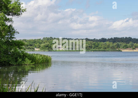 Die ruhigen Gewässer der Frensham großer Teich in Surrey Stockfoto
