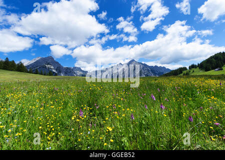 Almwiese an einem sonnig Tag mit Berggipfeln im Hintergrund. Österreich, Tirol, Walderalm. Stockfoto