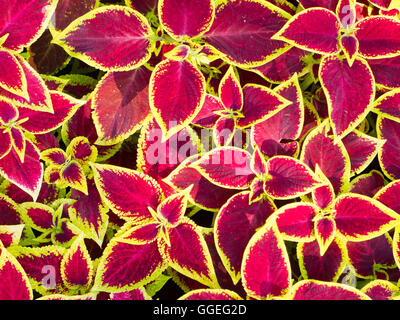 Rote und gelbe Zierpflanzen, die Coleus auf dem Blumenbeet genannt werden Stockfoto