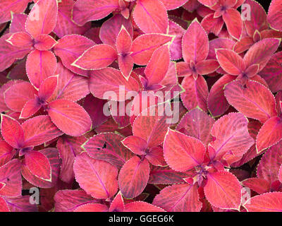 Dekorative rote Pflanzen, die Coleus auf dem Blumenbeet Nahaufnahme genannt werden Stockfoto