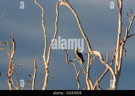 Ein Pfeifen Kite (Haliastur Sphenurus) hoch oben in einem Baum am Rande des Yellow Waters Billabong. Stockfoto
