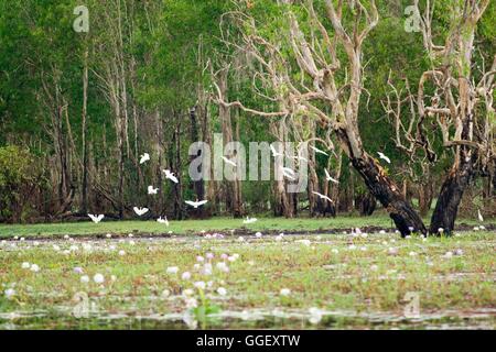 Hunderte von Vögel versammeln sich in den Feuchtgebieten des Yellow Waters, Kakadu-Nationalpark, Northern Territory, Australien Stockfoto