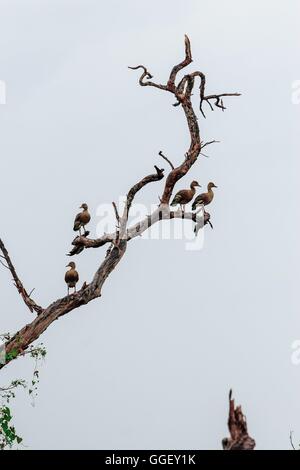 Wandern Whistling Enten (Dendrocygna Arcuata) sehr selten fliegen bis in zu Bäumen, so ist dies ziemlich ungewöhnlich, zu sehen. Stockfoto