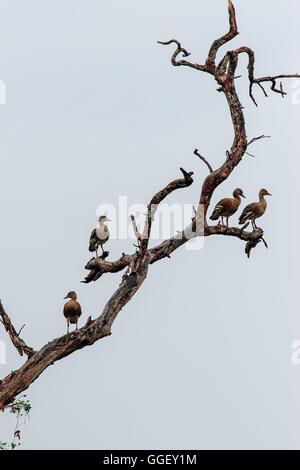 Wandern Whistling Enten (Dendrocygna Arcuata) sehr selten fliegen bis in zu Bäumen, so ist dies ziemlich ungewöhnlich, zu sehen. Stockfoto