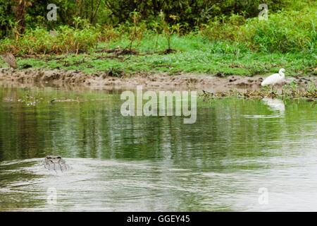 Ein Leistenkrokodil schwimmt in der Nähe von Reiher am Ufer des Yellow Waters, Kakadu-Nationalpark, Northern Territory, Australien Stockfoto