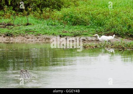 Ein Leistenkrokodil schwimmt in der Nähe von Reiher am Ufer des Yellow Waters, Kakadu-Nationalpark, Northern Territory, Australien Stockfoto