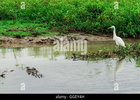 Ein Leistenkrokodil schwimmt in der Nähe von Reiher am Ufer des Yellow Waters, Kakadu-Nationalpark, Northern Territory, Australien Stockfoto