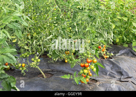 Im Tunnel wachsende, zerlitzte, kletternde Tomaten, Plastikfolien, Stockfoto