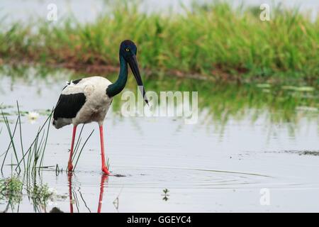 Eine weibliche Jabiru oder Black-Necked Storch Futter im Yellow Waters Billabong im Kakadu-Nationalpark, Northern Territory, Australien Stockfoto
