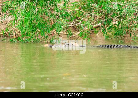 Eine große Salzwasser-Krokodil mit einem Känguru im Maul schwimmt, den East Alligator River in Kakadu National Park, Australien Stockfoto