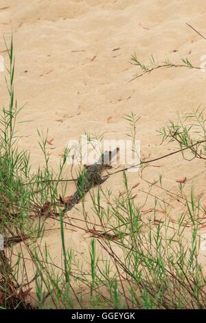 Eine juvenile Leistenkrokodil am Ufer des East Alligator River in Arnhemland, Kakadu-Nationalpark, Northern Territory Stockfoto