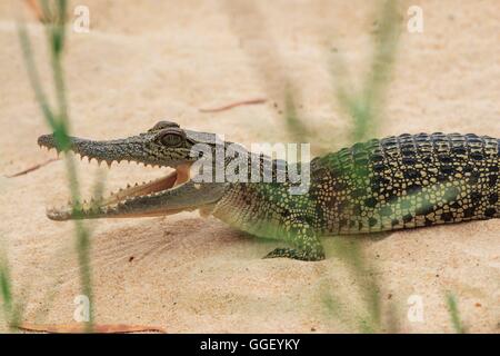 Ein Baby-Salzwasser-Krokodil am Ufer des East Alligator River. Stockfoto