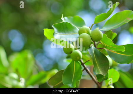 wilde Früchte Stockfoto