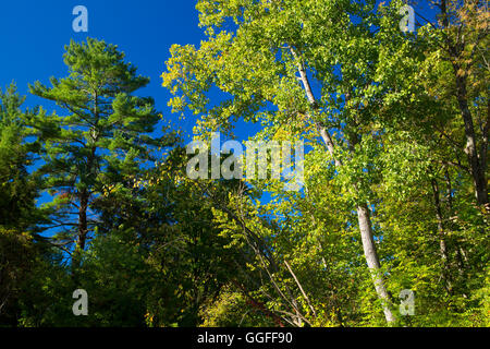 Wald, Beckley Ofen Industrial Monument, Connecticut Stockfoto