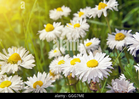 blühende Kamille Stockfoto