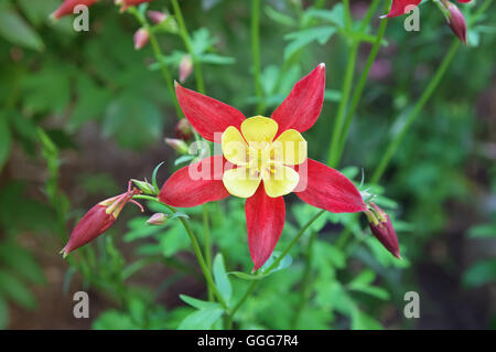 Schöne rote Akelei blüht Aquilegia Stockfoto