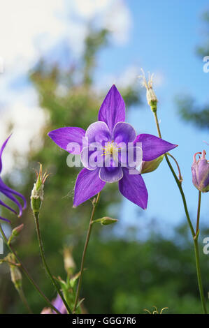 Schöne lila Columbine Blume. Blume im Garten. Stockfoto