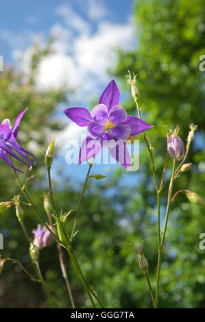 Schöne lila Columbine Blume. Blume im Garten. Stockfoto