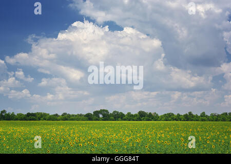 Feld von Sonnenblumen. Zusammensetzung der Natur. Stockfoto