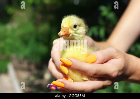 Neugeborenen gelbe Entlein sitzt auf der weiblichen Seite Stockfoto