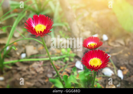 rote Blume Terry daisy Stockfoto