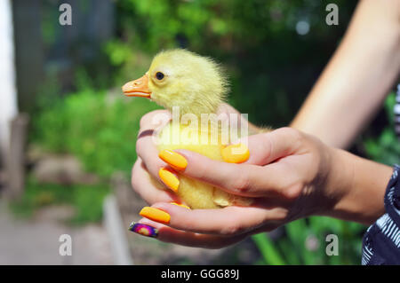 Neugeborenen gelbe Entlein sitzt auf der weiblichen Seite Stockfoto