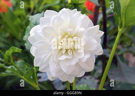 Schöne weiße Blume Dahlie. Blume im Garten Stockfoto