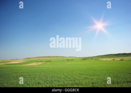 Grünen Wiese im Berg. Zusammensetzung der Natur. Stockfoto