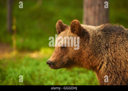 Porträt von einem großen Braunbären fotografiert im Profil Stockfoto