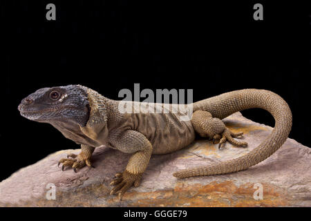 Engel Insel Chuckwalla (Sauromalus Hispidus) Stockfoto