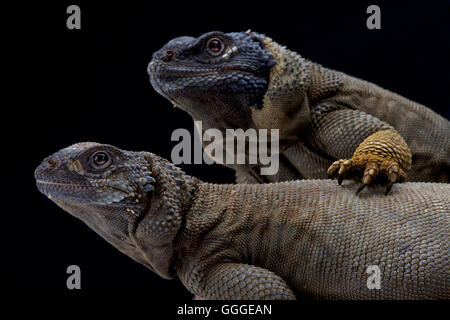 Engel Insel Chuckwalla (Sauromalus Hispidus) paar Stockfoto