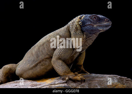 Engel Insel Chuckwalla (Sauromalus Hispidus) endemisch auf Isla Ángel De La Guarda, Mexiko Stockfoto