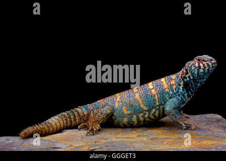 Reich verzierte stacheligen angebundene Eidechse (Dornschwanzagamen Ornata Ornata) Stockfoto