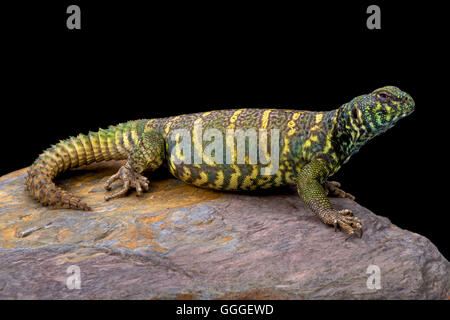 Reich verzierte stacheligen angebundene Eidechse (Dornschwanzagamen Ornata Ornata) Stockfoto