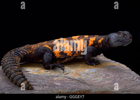 Südlich der Sahara stacheligen angebundene Eidechse (Dornschwanzagamen Flavifasciata) Stockfoto