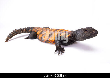 Südlich der Sahara stacheligen angebundene Eidechse (Dornschwanzagamen Flavifasciata) Stockfoto