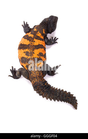 Südlich der Sahara stacheligen angebundene Eidechse (Dornschwanzagamen Flavifasciata) Stockfoto