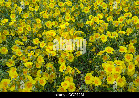 Helianthemum 'Golden Queen' in voller Blüte im Garten Grenze Stockfoto