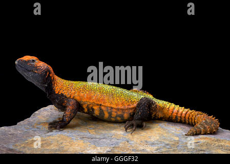 Nördlich afrikanischen stacheligen angebundene Eidechse (Dornschwanzagamen Acanthinura) Stockfoto