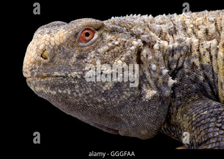 Irakische stacheligen angebundene Eidechse (Saara Loricata) Stockfoto