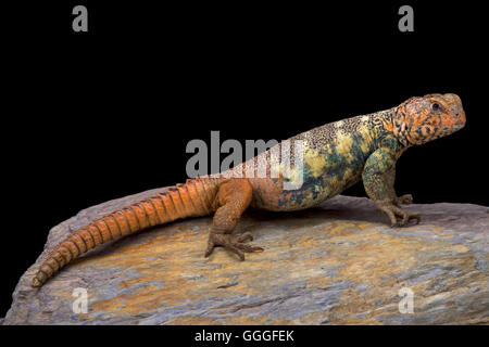 South Arabian stacheligen angebundene Eidechse (Dornschwanzagamen Yemenensis) Stockfoto