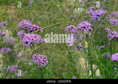 Verbena Bonariensis oder Purpletop Eisenkraut, Clustertop Eisenkraut, argentinische Eisenkraut tropischen Südamerika heimisch Stockfoto