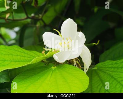 Schmetterling, Baum, Baum Orchidee, lila bauhinia Stockfoto