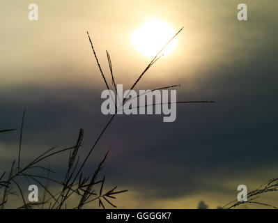 Indische Goose Grass Silhouetttes mit Sonnenlicht im Hintergrund Stockfoto