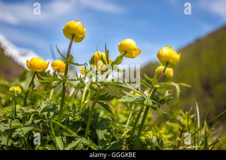 Botanik, globeflower (Trollius europaeus) in der Nähe der Käserei in der oberen Ahrntal (Ahrntal), Südtirol, Italien, Additional-Rights - Clearance-Info - Not-Available Stockfoto
