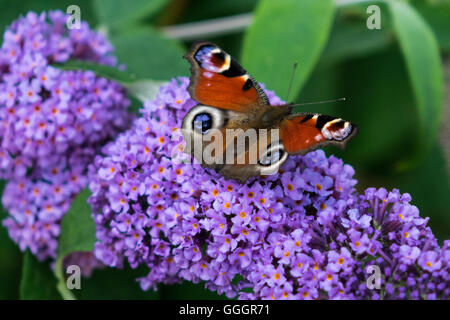 Tagpfauenauge auf Sommerflieder Stockfoto